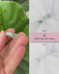 BACKORDER: Love Knot & XOX Jade Ring